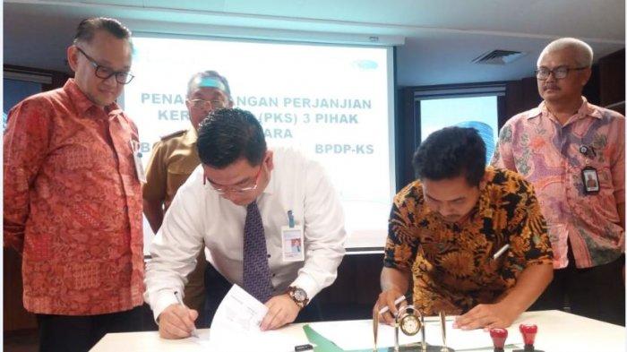 Bank Sumsel Babel Siapkan Dana Rp 120 Miliar untuk Kredit Peremajaan Sawit di 3 Kabupaten