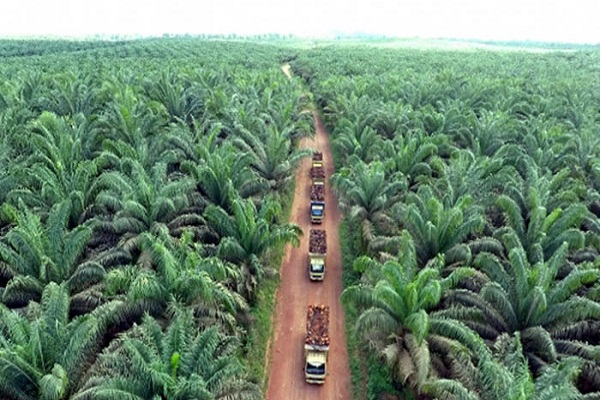 Jamkrida dan Bank Riau Kepri Teken MoU Program Peremajaan Sawit